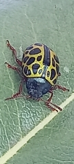 Calligrapha polyspila