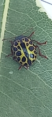Calligrapha polyspila