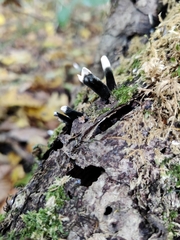 Xylaria polymorpha