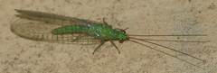 Mallada signatus