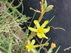Moraea pallida