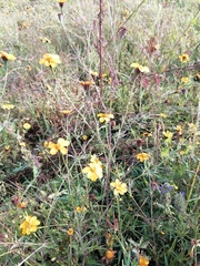 Dyssodia tagetiflora