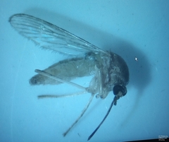 Culex quinquefasciatus