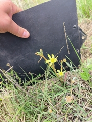Moraea pallida
