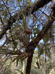 Tillandsia fasciculata
