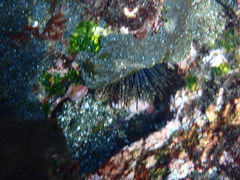 Euechinoidea