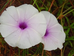 Ipomoea aquatica