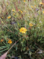 Dyssodia tagetiflora