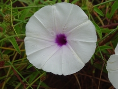 Ipomoea aquatica