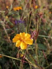 Dyssodia tagetiflora