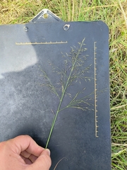 Eragrostis cylindriflora
