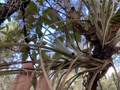 Tillandsia fasciculata