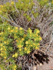 Gnidia juniperifolia
