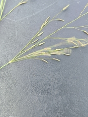 Eragrostis cylindriflora