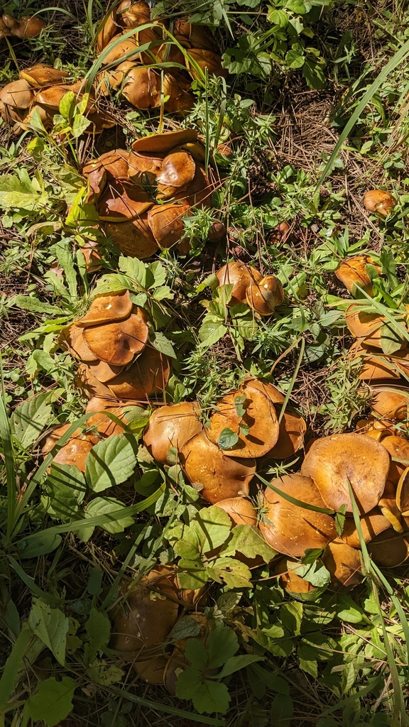 Suillus granulatus · October 2022 · photo: © atsushi_nakajima_cirque (iNaturalist, cc-by)
