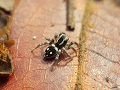 Stenaelurillus guttatus