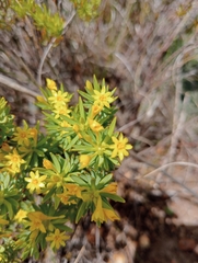 Gnidia juniperifolia