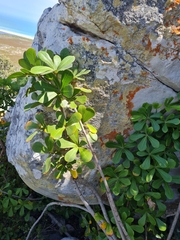 Cussonia thyrsiflora