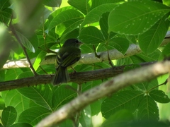 Tolmomyias