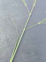 Eragrostis cylindriflora