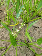 Sagittaria platyphylla
