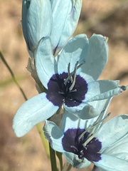 Ixia viridiflora