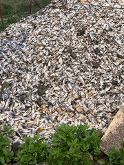 Mytilus galloprovincialis