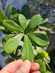 Cussonia thyrsiflora