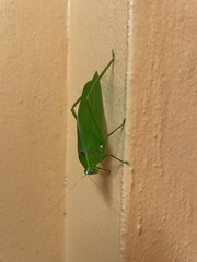 Stilpnochlora