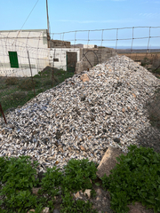 Mytilus galloprovincialis