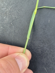 Eragrostis cylindriflora