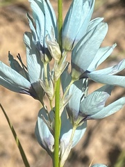 Ixia viridiflora