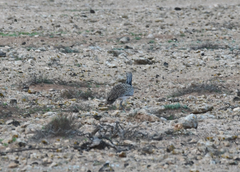 Chlamydotis undulata