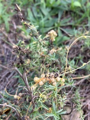 Cuscuta monogyna