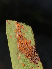 Coleosporium