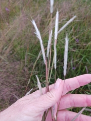 Andropogon ternarius