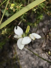 Polygala ericifolia
