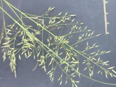 Eragrostis bicolor