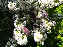 Trichostetha capensis