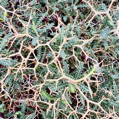 Sarcopoterium spinosum