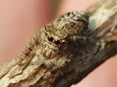 Hyllus