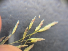 Eragrostis bicolor