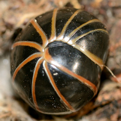 Glomeris marginata