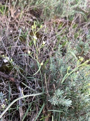 Thesium divaricatum