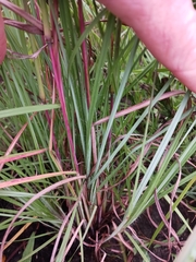 Andropogon ternarius