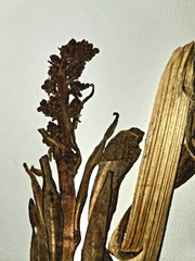 Rumex patientia