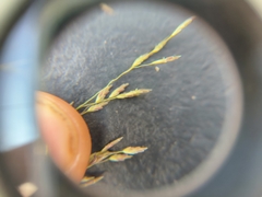 Eragrostis bicolor