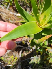 Asphodeloideae