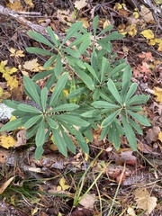 Daphne mezereum