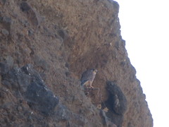 Falco tinnunculus canariensis